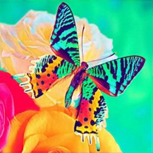 Meet your Posher, Tyheem